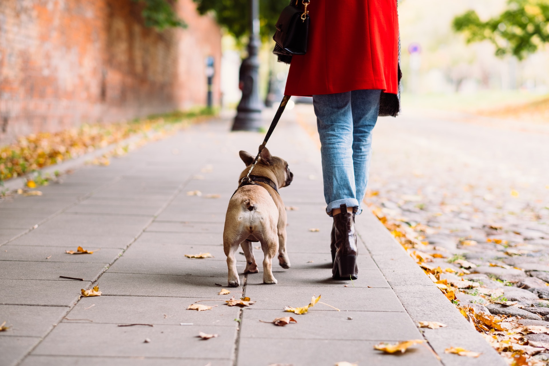 person walking with a french bulldog on leash