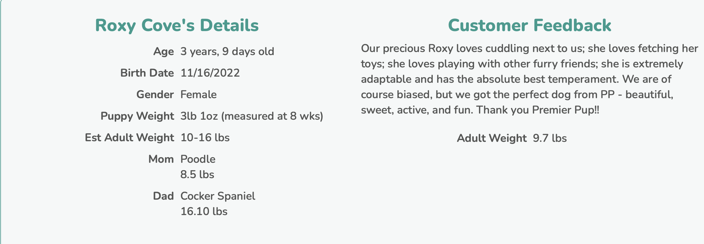 cockapoo owner feedback about the dog's personality