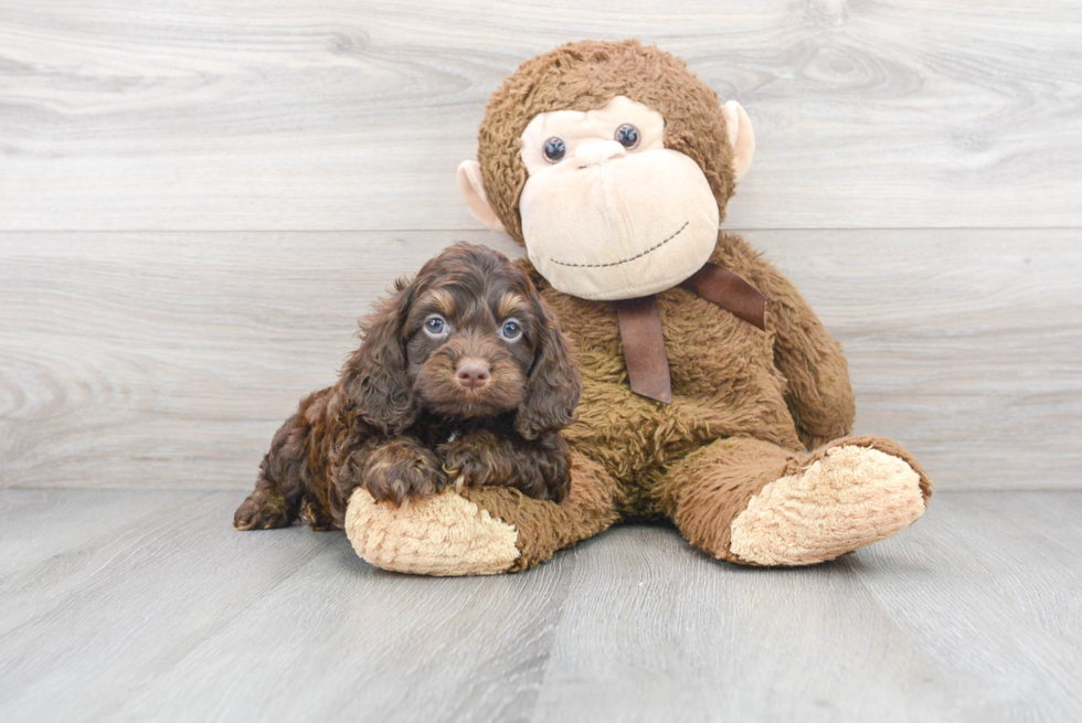 chocolate merle cockapoo puppy sitting next to a brown teddy bear