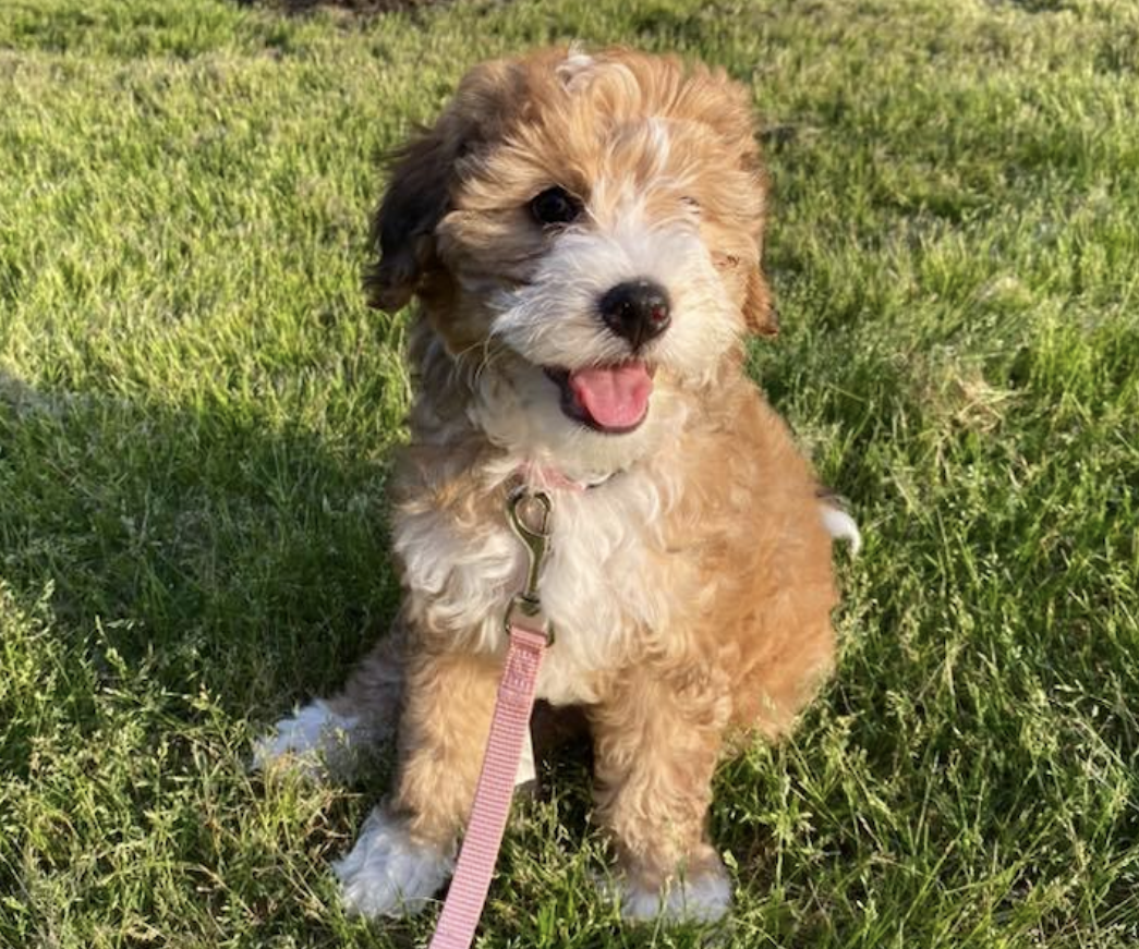 apricot mini bernedoodle - red, cream, tan, red tuxedo, blonde mini bernedoodle colors guide 