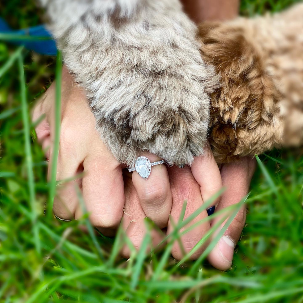 2 hands and 2 paws one over the other. the paws are from one chocolate merle cockapoo and one blue merle cockapoo