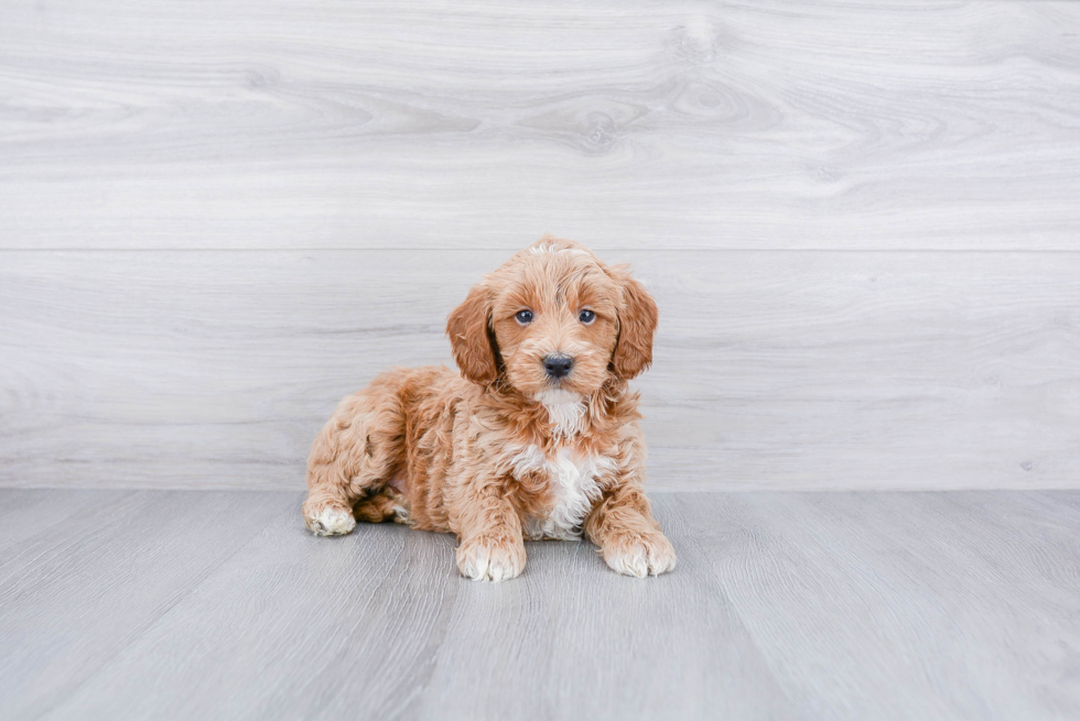 Meet Myles - our Mini Goldendoodle Puppy Photo 2/3 - Premier Pups