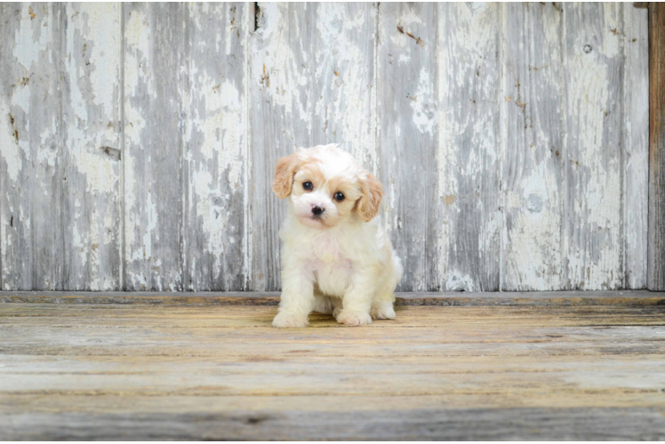 Cavachon Pup Being Cute
