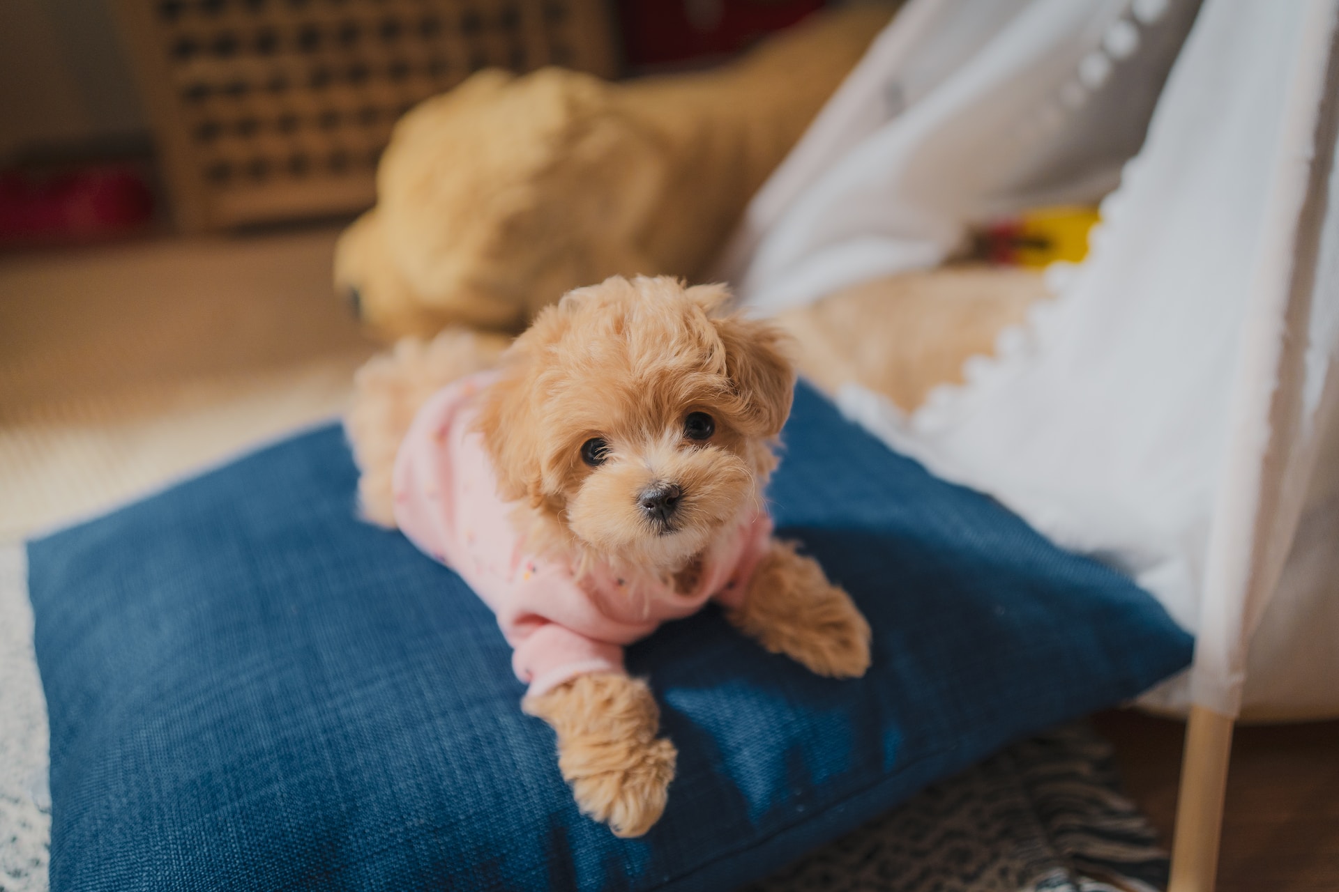 small Poodle dog on blue textile