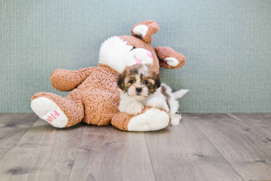 Fluffy Teddy Bear Designer Pup