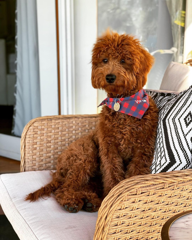 full grown brown mini goldendoodle adult sitting on a whicker chair on a porch