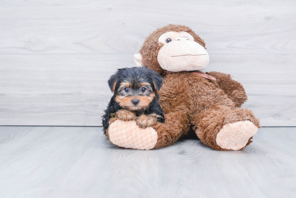 Meet Avery - our Yorkshire Terrier Puppy Photo 2/2 - Premier Pups
