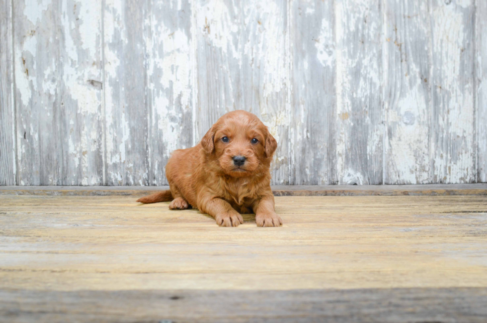 Petite Mini Goldendoodle Poodle Mix Pup
