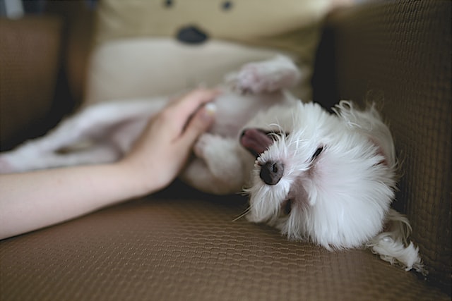 small white dog getting belly rubs