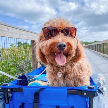 happy mini golden doodle dog riding a blue wagon