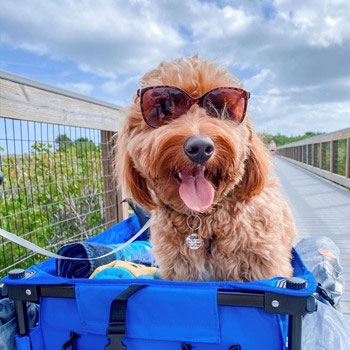 full-grown mini golden doodle wearing brown sunglasses