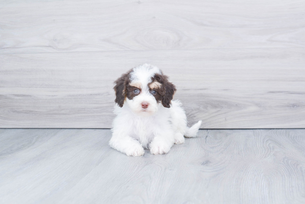 Meet Sedona - our Mini Bernedoodle Puppy Photo 3/4 - Premier Pups