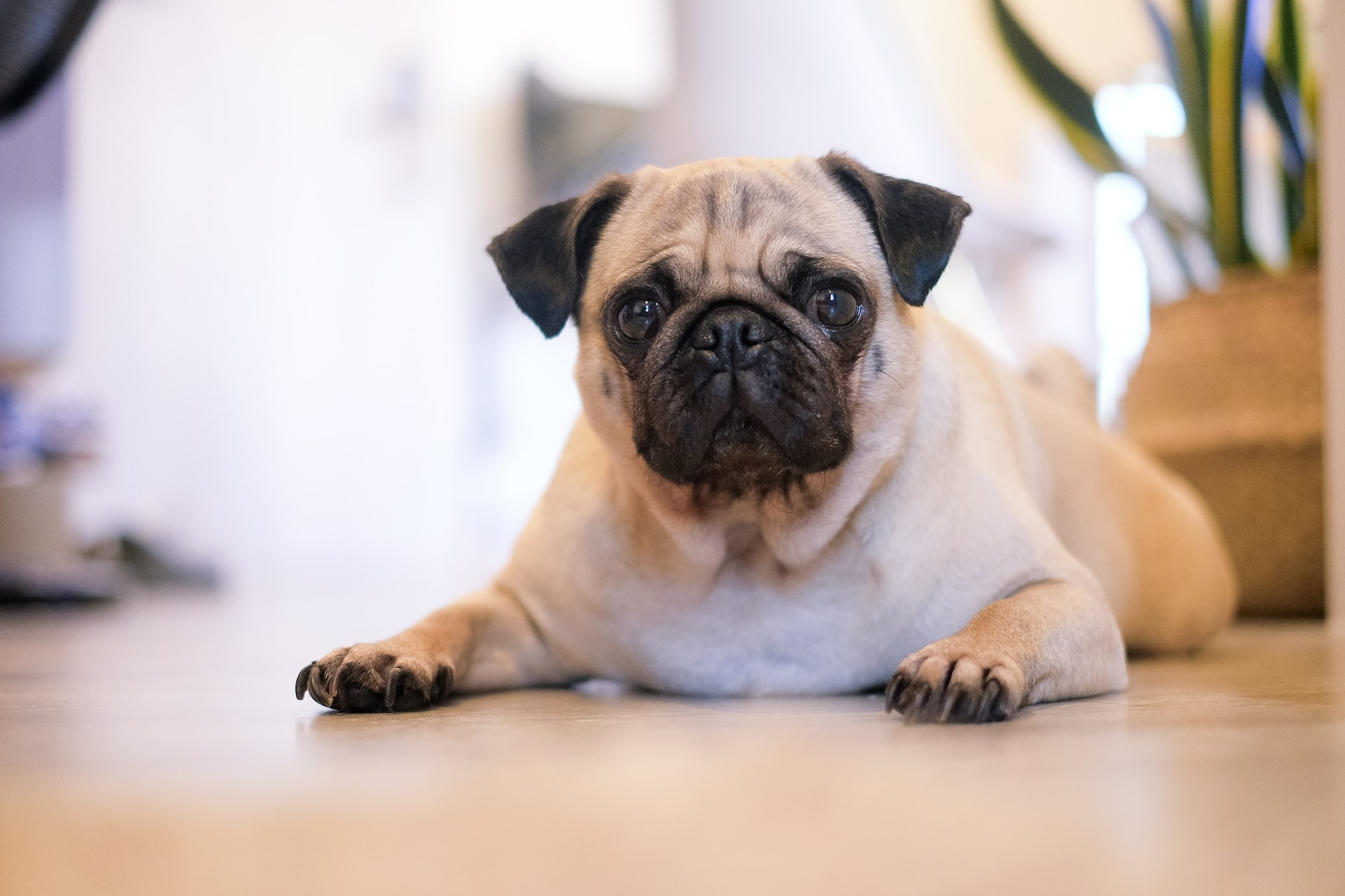 cute Pug dog in the kitchen