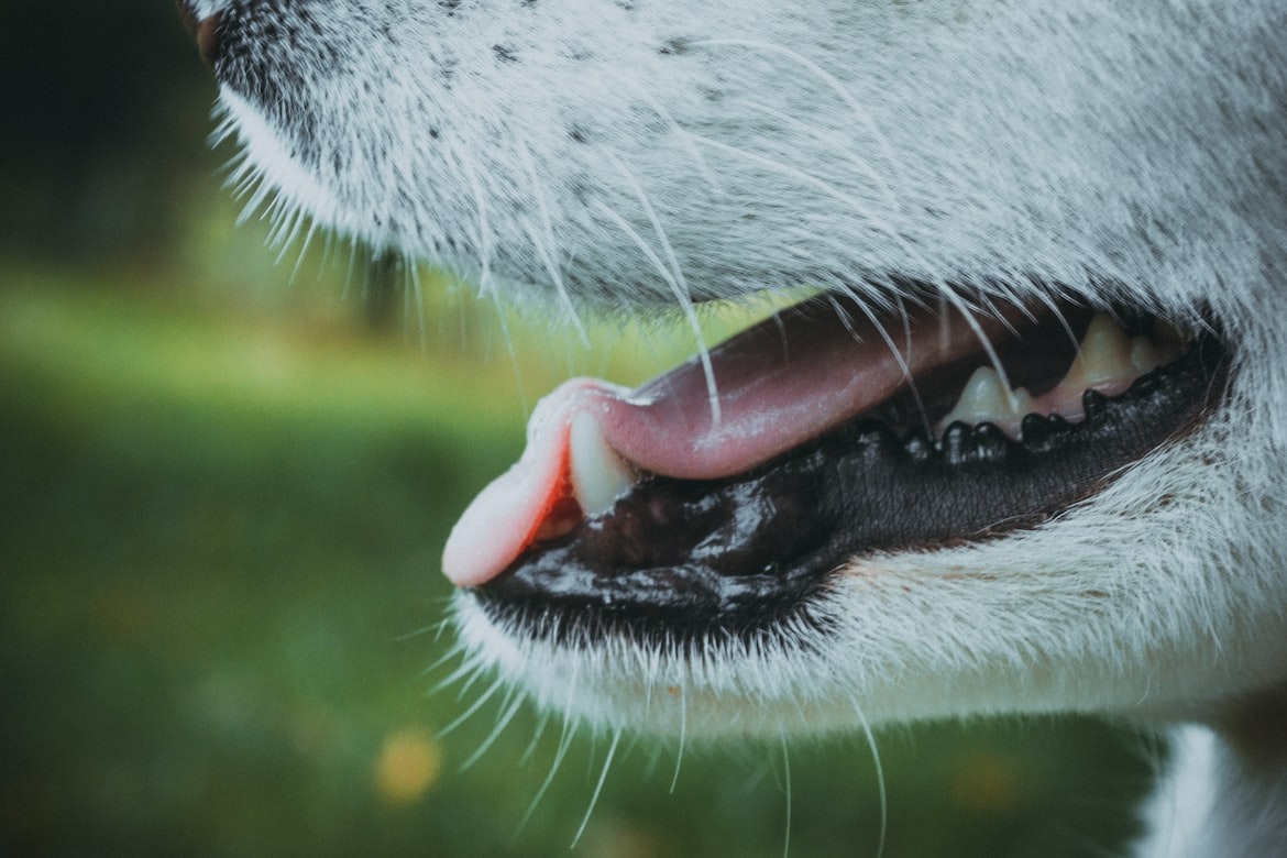 close-up of a dog's teeth showcasing healthy gums and teeth
