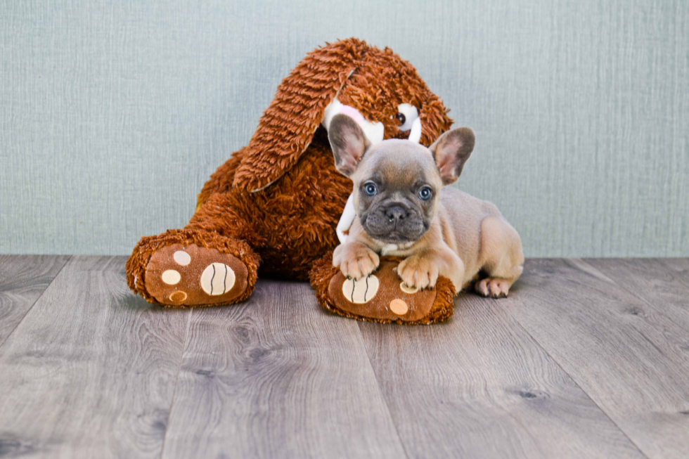 Playful French Bulldog Baby