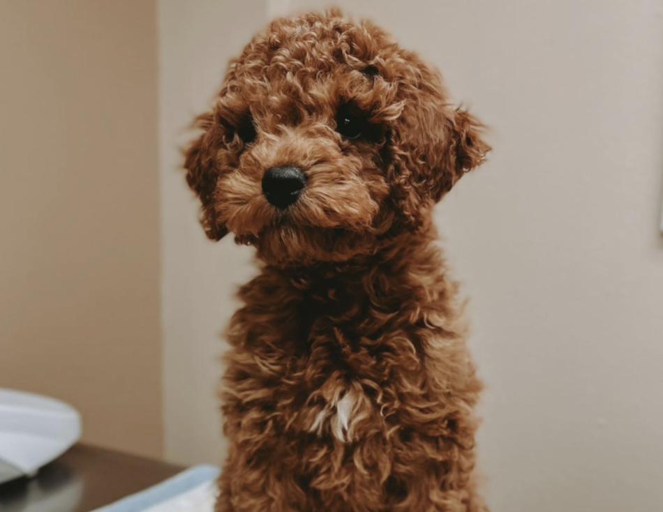 brown toy cockapoo with curly hair - toy cockapoo guide