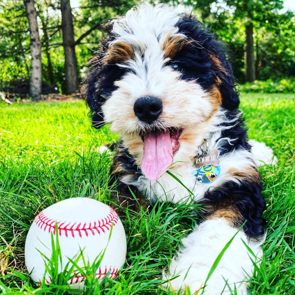 a tricolor mini bernedoodle sitting on grass next to a ball - are mini bernedoodles active dogs