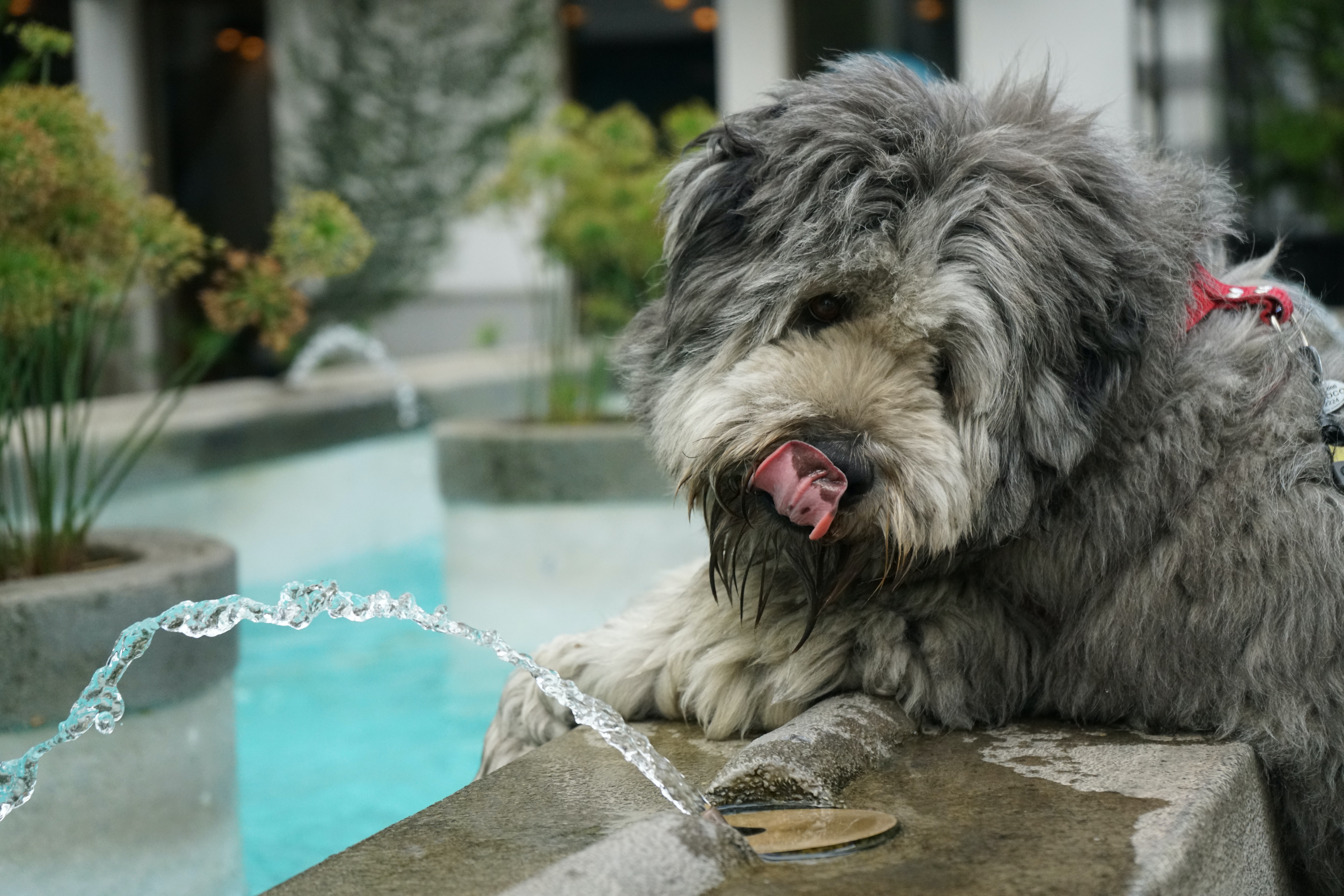 funny dog drinking from a water fountain