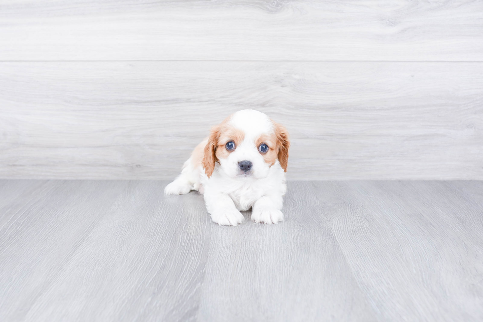 Sweet Cavalier King Charles Spaniel Purebred Puppy