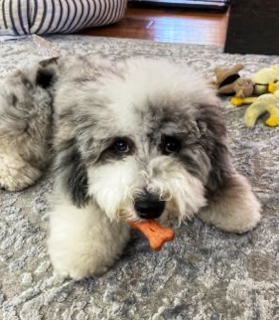 Toy & Mini Sheepadoodle Puppies for Sale | Premier Pups