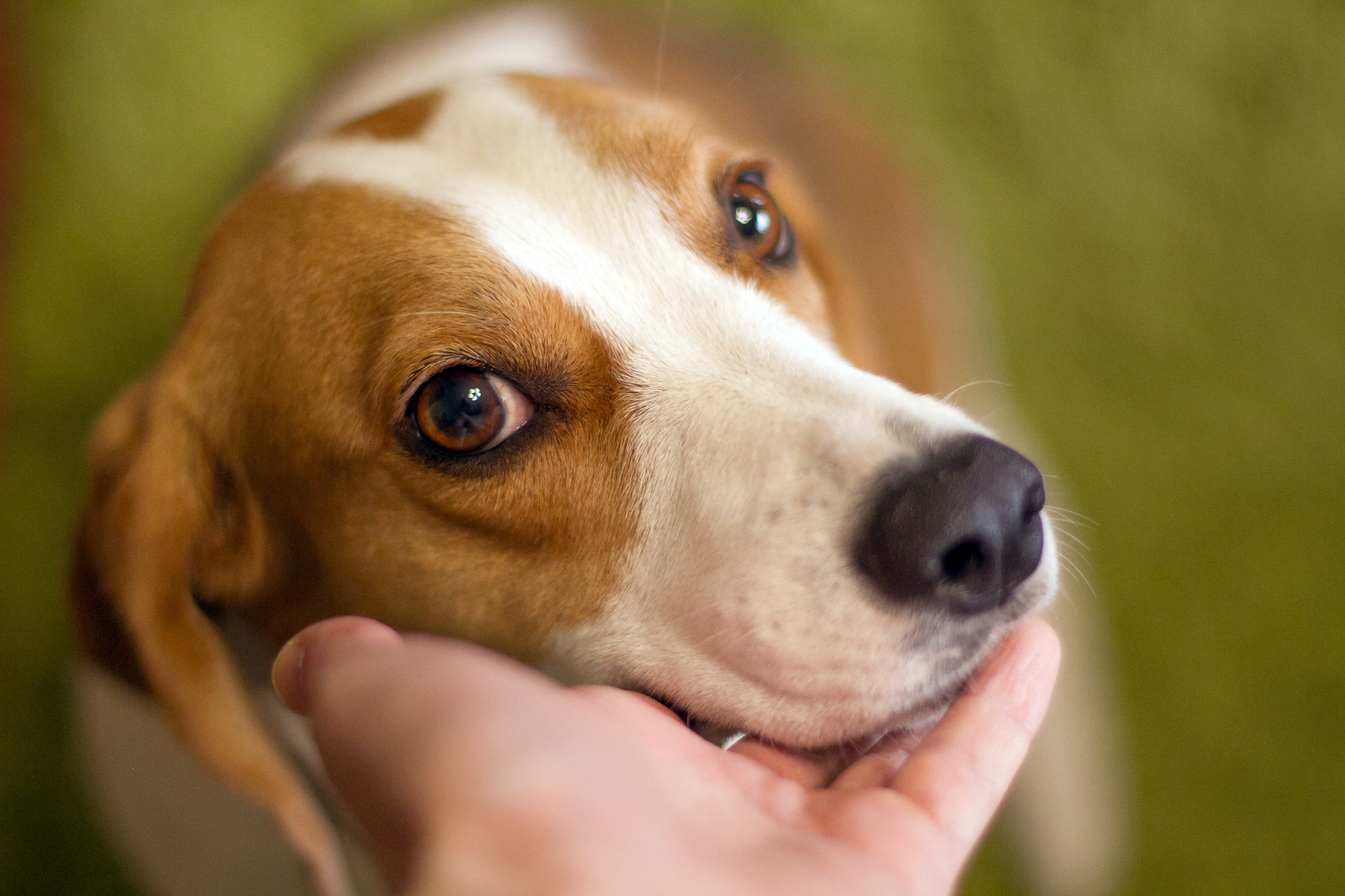 brown and white dog gazing at human while resting its head on a palm