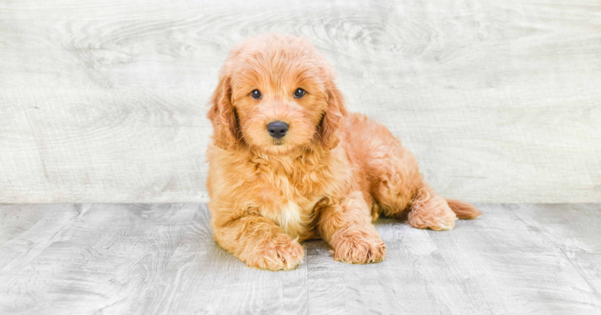  F1 MINI GOLDENDOODLE PUPPY