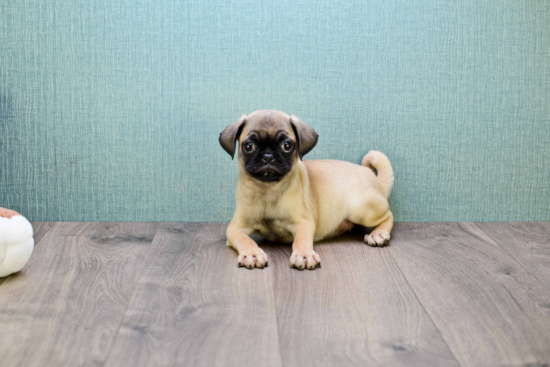 Pug Pup Being Cute