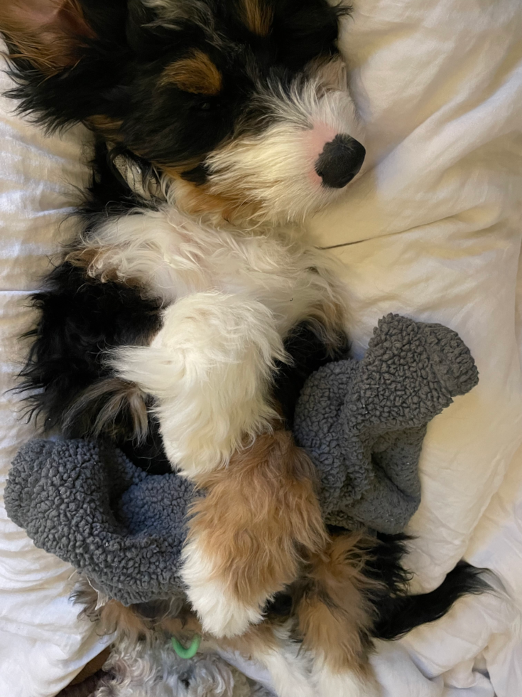 mini bernedoodle tricolor puppy