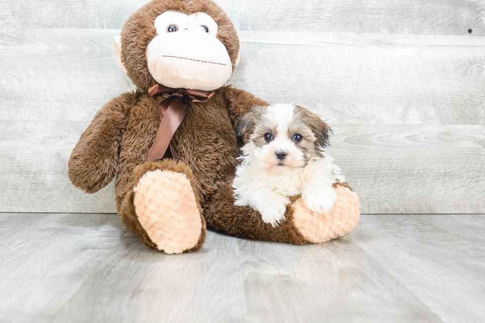 Meet Chewy - our Havanese Puppy Photo 1/4 - Premier Pups