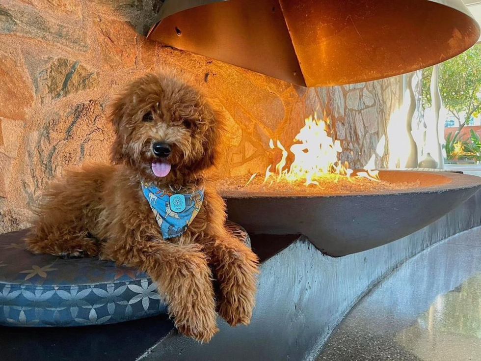 full grown brown mini goldendoodle next to a fire pit.