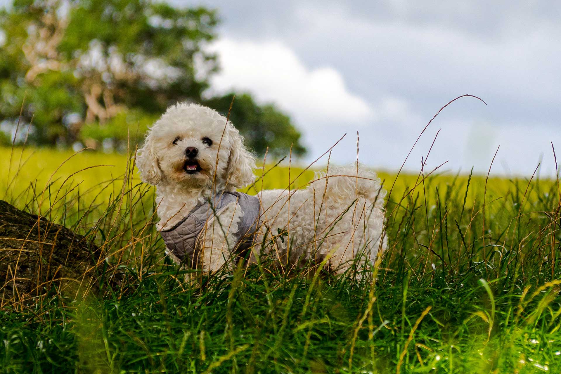 full grown white and tan bichpoo dog wearing a harness while in a grass field
