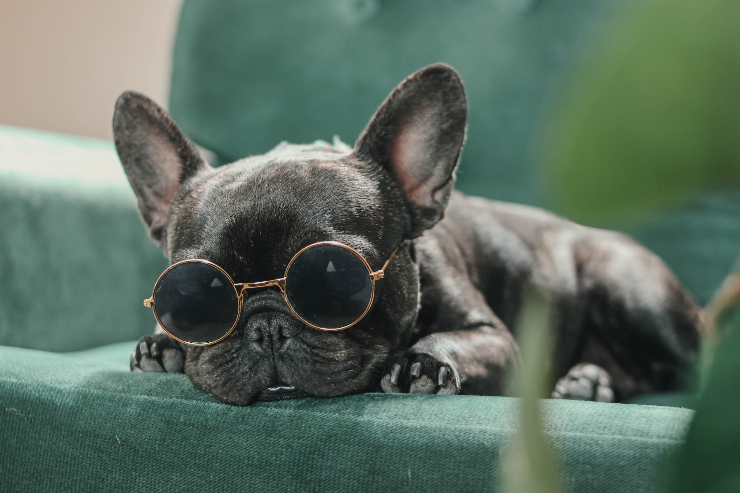 black French bulldog wearing round glasses