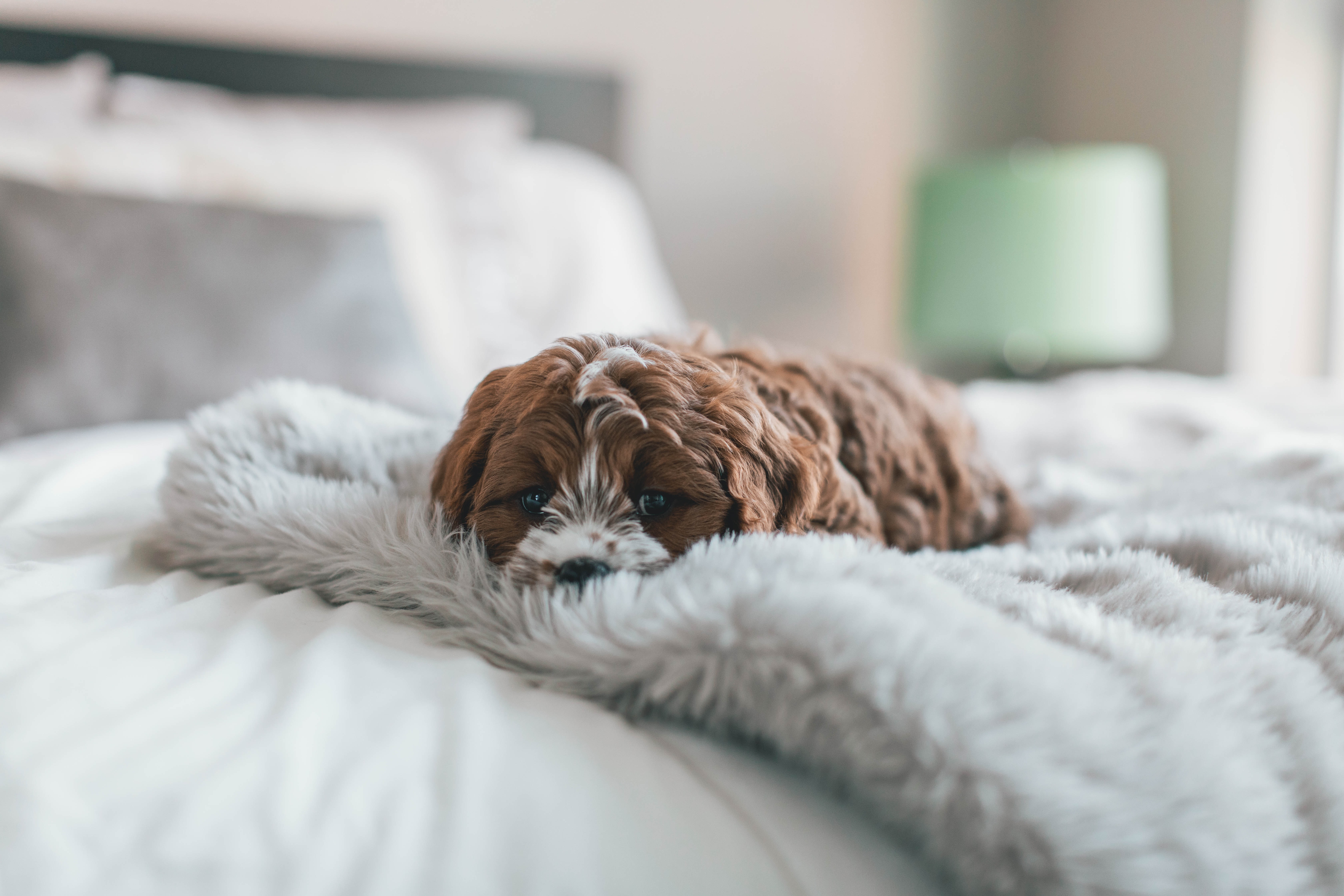 brown mini labradoodle puppy on a bed