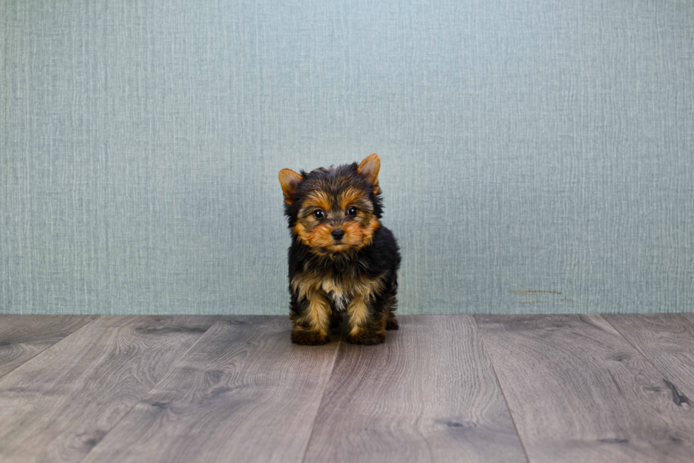 Meet Miss Perfection - our Yorkshire Terrier Puppy Photo 
