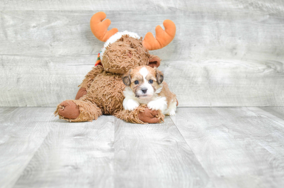 Teddy Bear Puppies for Sale Shichon Puppies