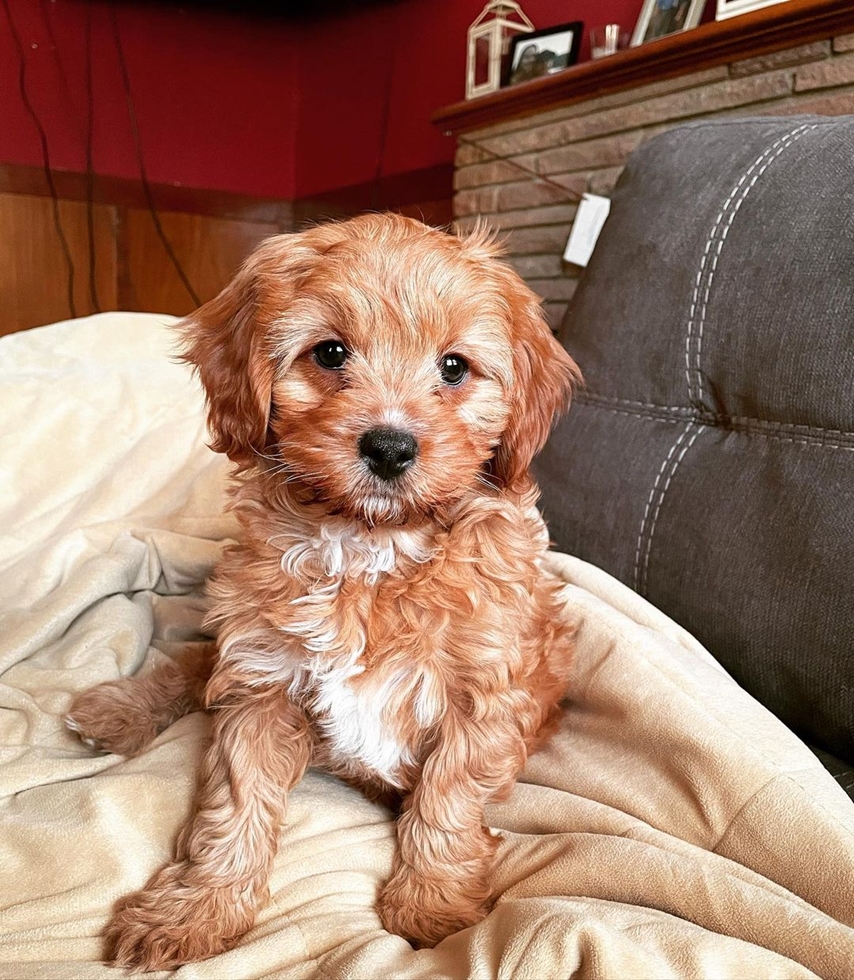 Cavapoo puppy with curly fur looking curiously