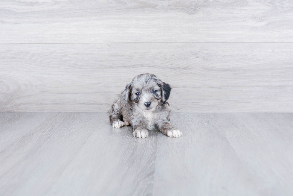 Meet Nico - our Mini Aussiedoodle Puppy Photo 4/5 - Premier Pups