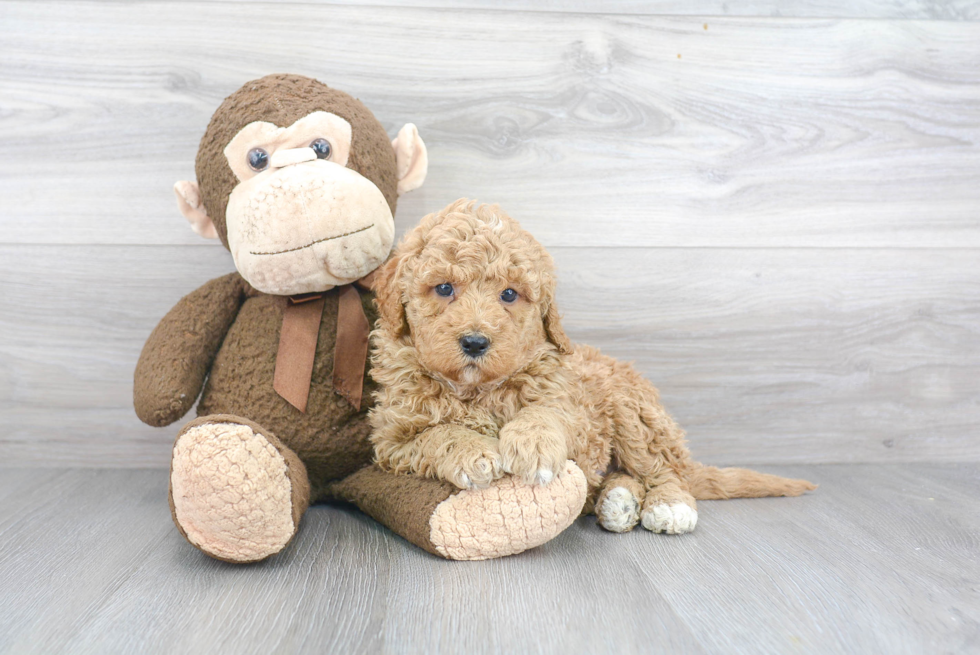 cream mini bernedoodle puppy sitting next to a plush teddy bear 