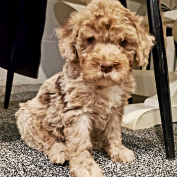 cream mini portidoodle with curly hair