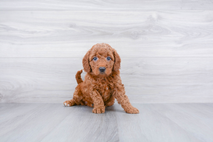 Meet Piper - our Mini Goldendoodle Puppy Photo 1/3 - Premier Pups