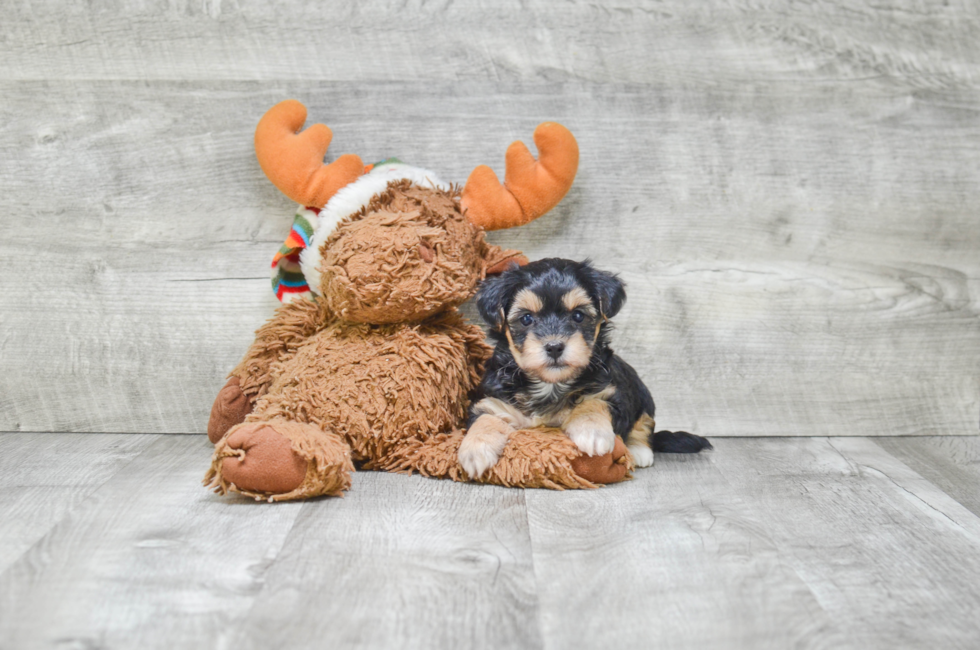 Small breed puppies for sale Teacup Pups for sale in Ohio Premier Pups