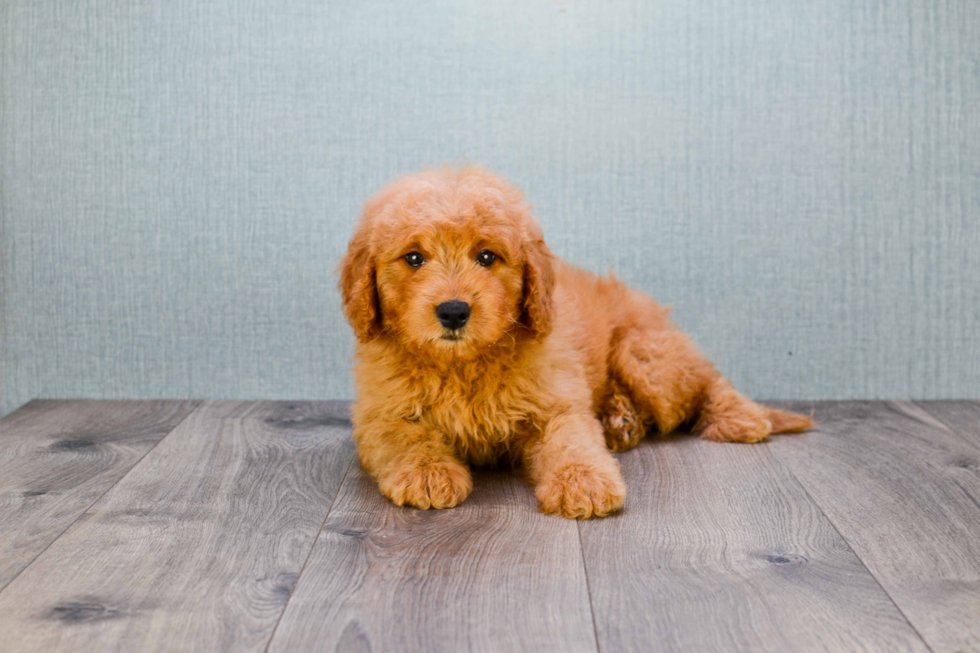 Fluffy Mini Goldendoodle Poodle Mix Pup