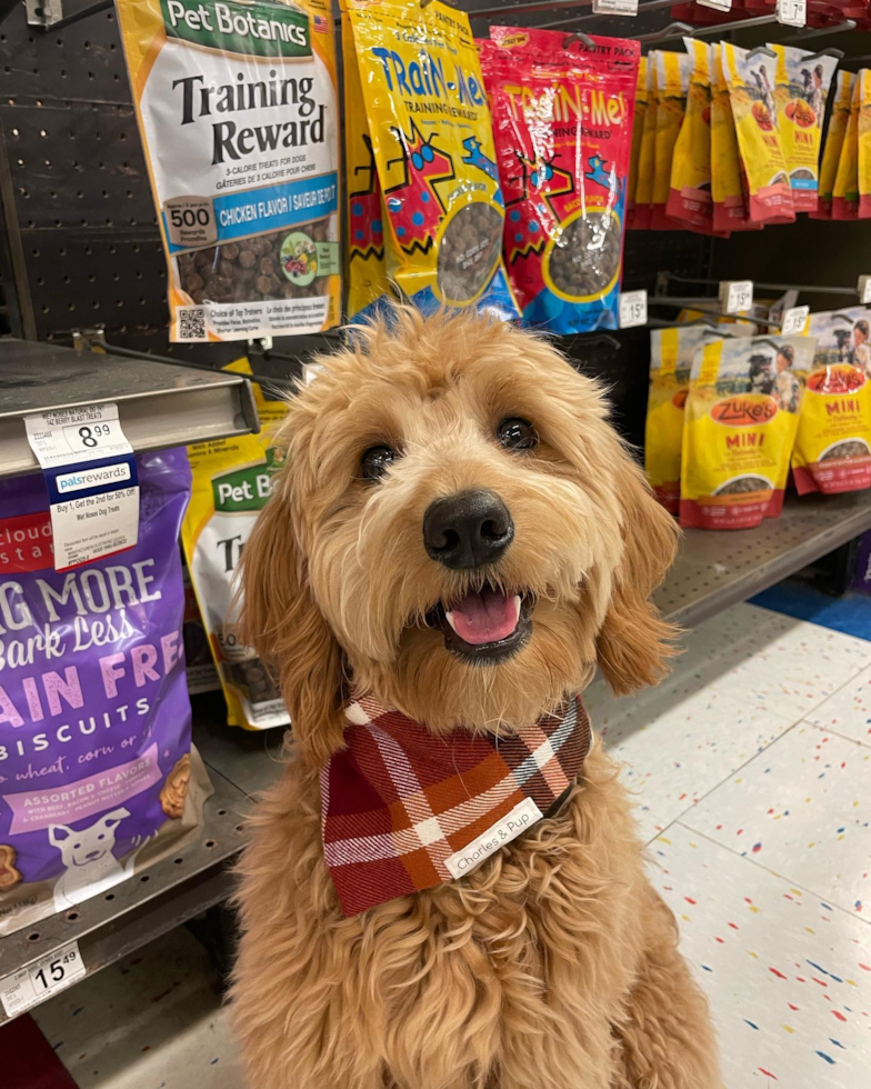 mini goldendoodle dog sitting in front of an isle filled with dog treats