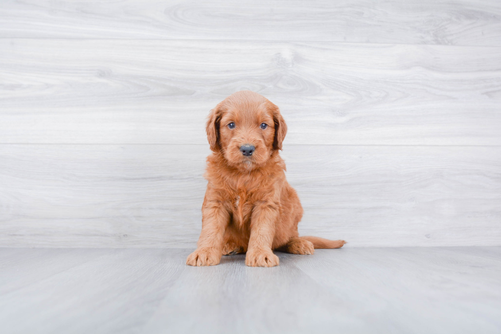 Meet Atari - our Mini Goldendoodle Puppy Photo 2/3 - Premier Pups