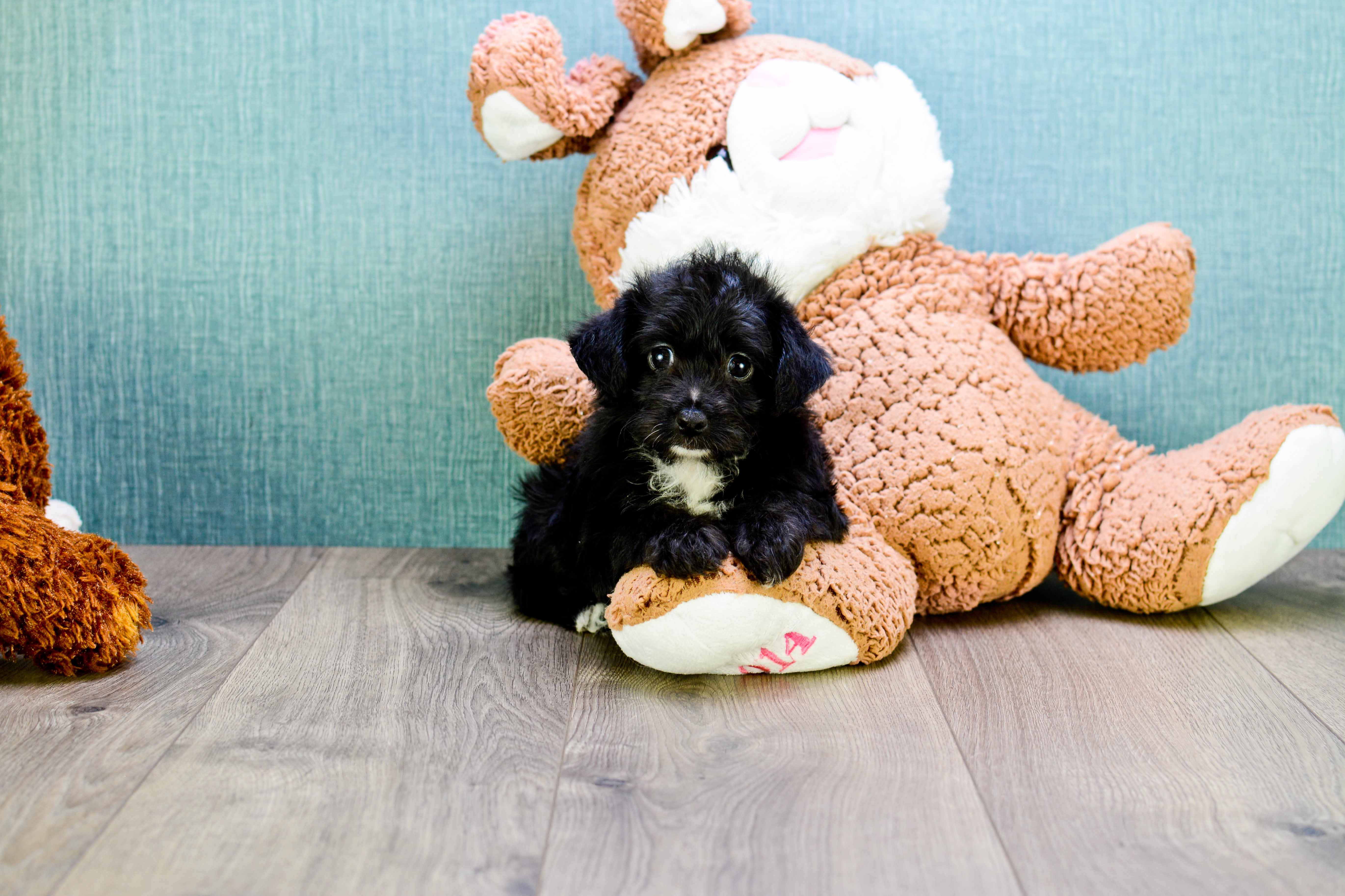 Yorkie cheap poodle teacup