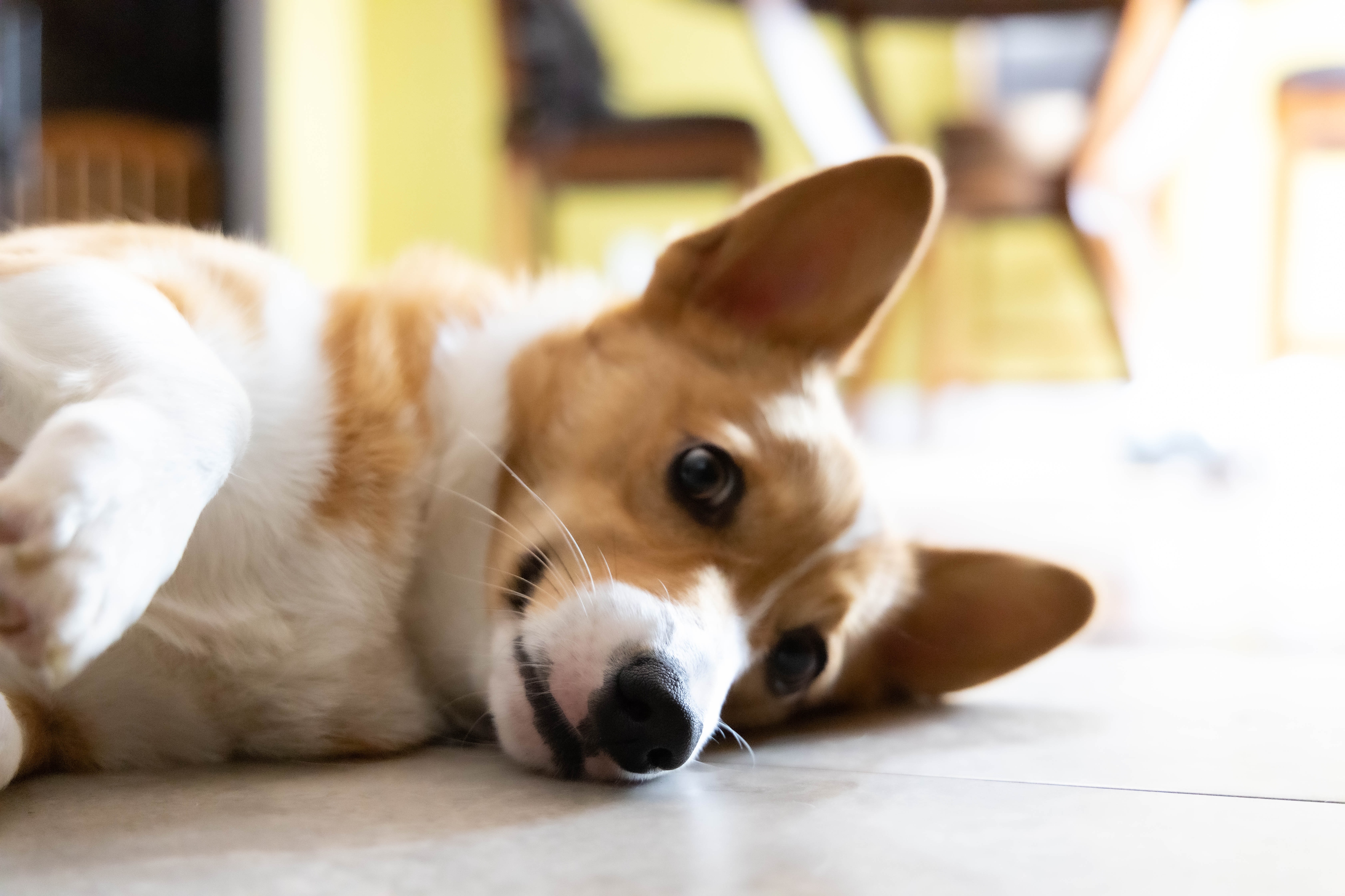 cute corgi laying on the floor