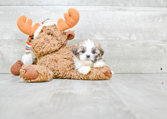 Friendly Teddy Bear Baby