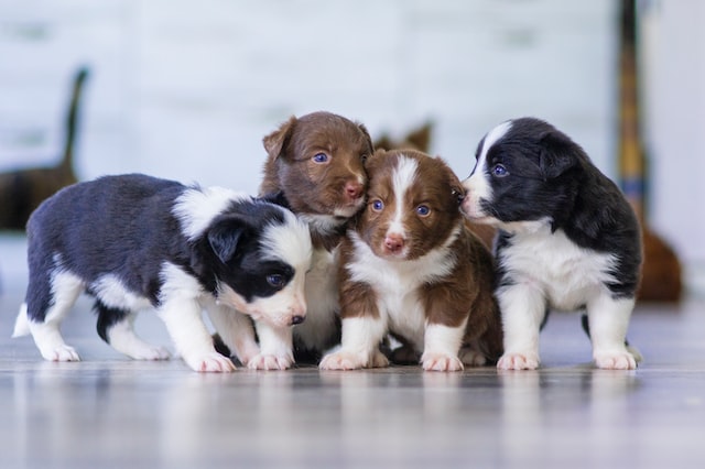 four puppies of the same breed sitting next to eachother