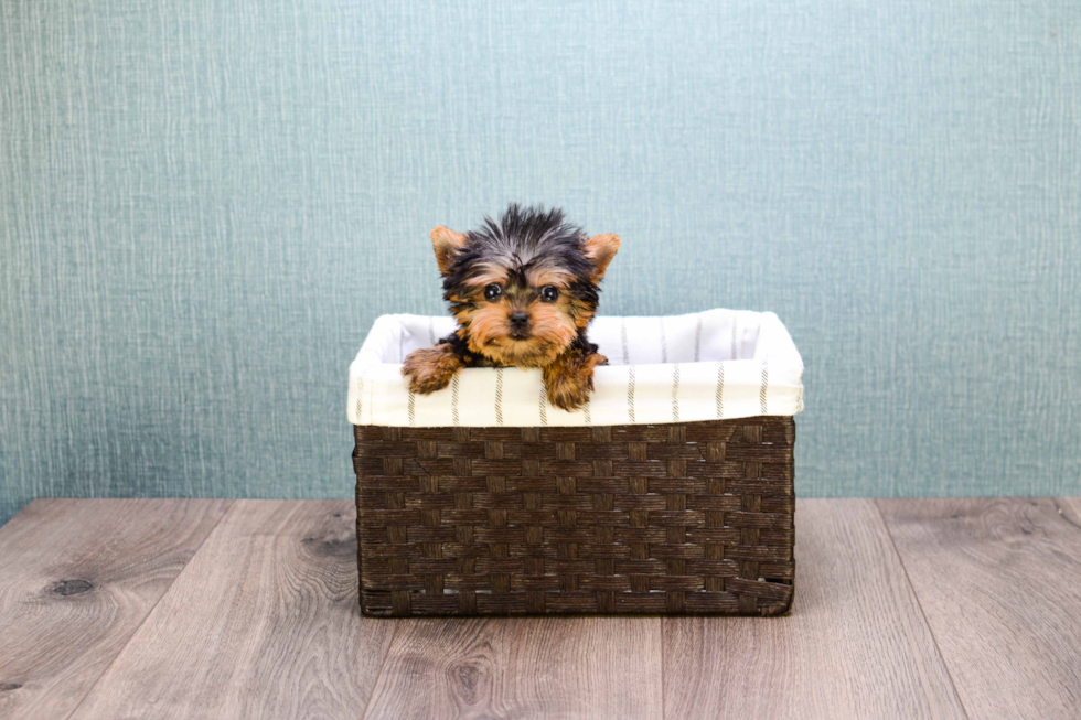 Meet Micro-Teacup Ronaldo - our Yorkshire Terrier Puppy Photo 