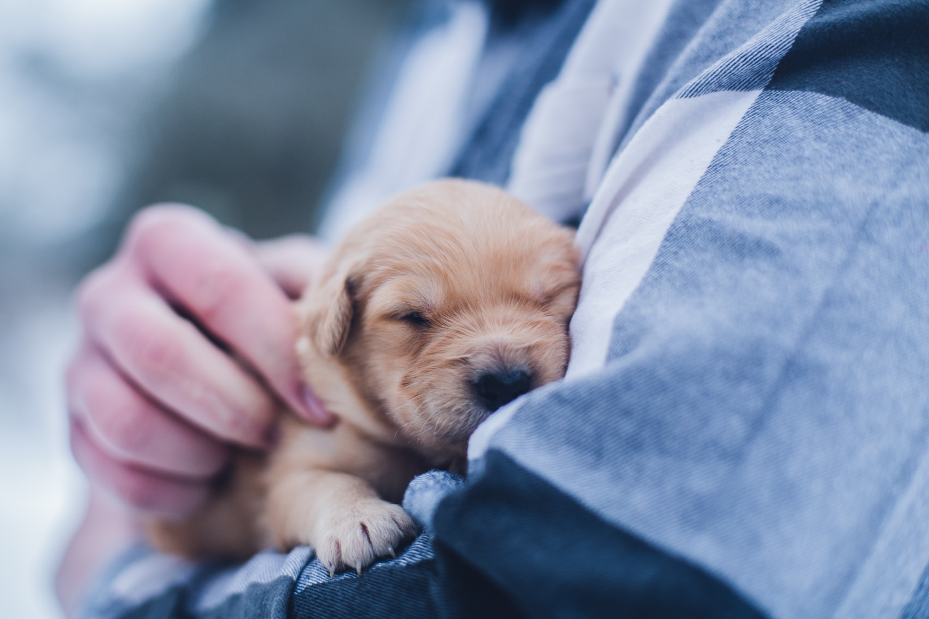 man holding a tiny sleeping puppy
